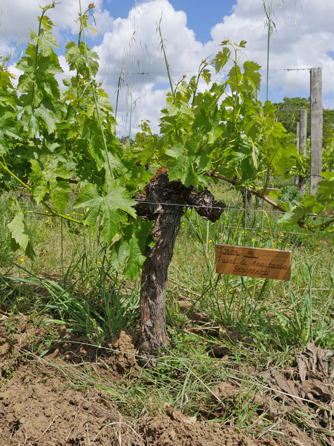 Виноградник на урожай